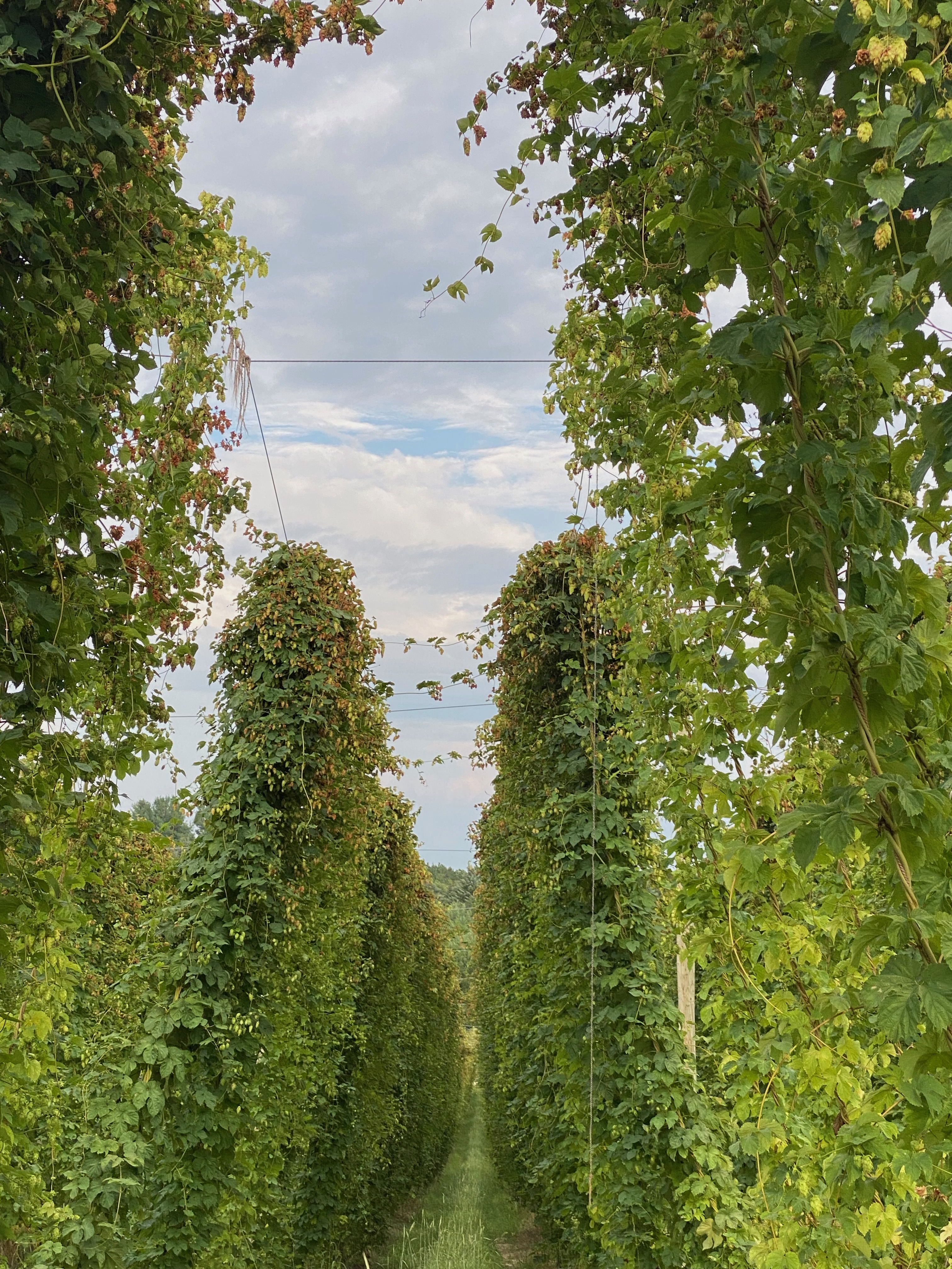 Storm damage to hops.